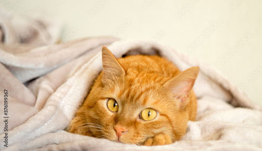 Cute, funny ginger cat with yellow eyes looking at the camera, close-up on a light background. The concept of domestic animals, animal and human petting. Сopy space.