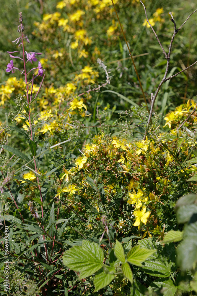 Johanniskraut (Hypericum perforatum)  --  
St. John's Wort (Hypericum perforatum)