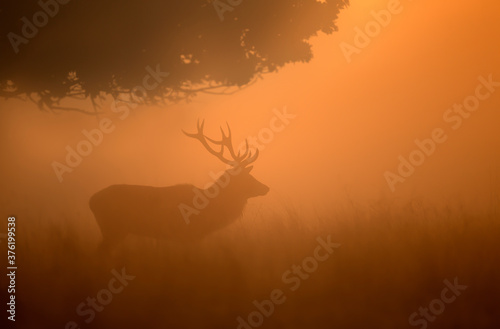 Silhouette of Red deer stag on a misty morning