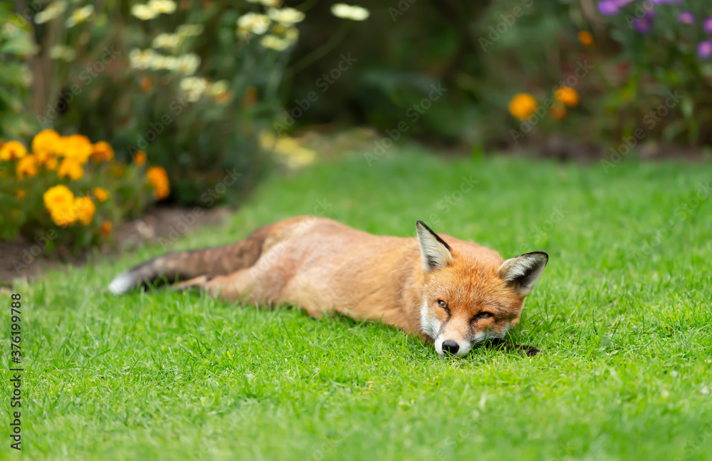 Red fox sleeping on grass in a garden