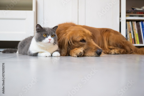 British Shorthair and Golden Retriever