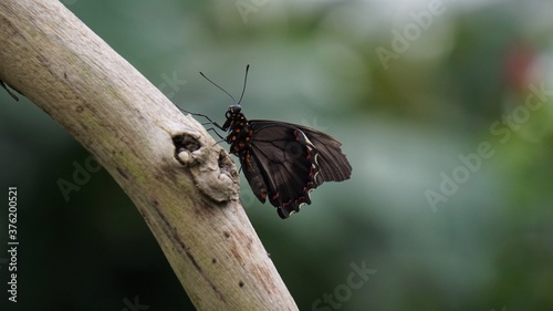 Schöner Schmetterling in der Natur