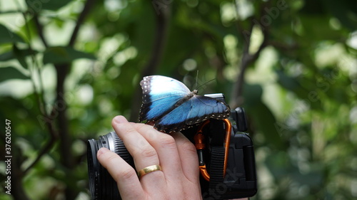 Schöner Schmetterling in der Natur