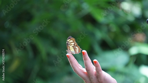 Schöner Schmetterling in der Natur