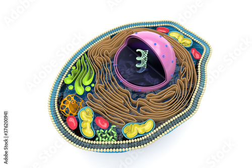 Photos 3D rendering of the human cell cross section, detailed colorful anatomy, top vie