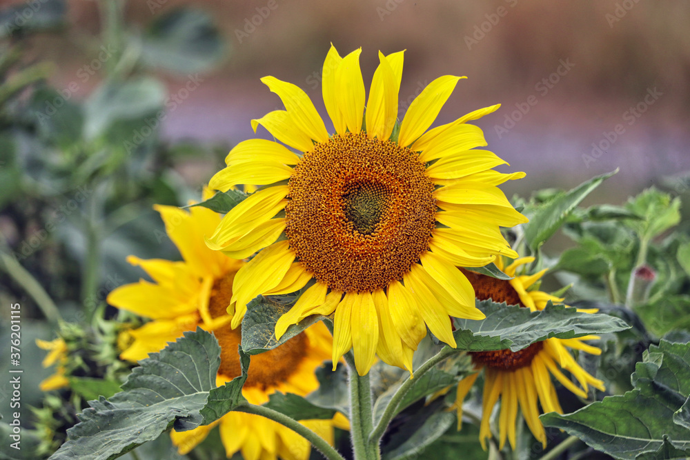 Sunflowers in a UK field Sunflowers in a UK field