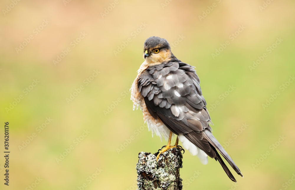 Eurasian Sparrowhawk perched on a post Eurasian Sparrowhawk perched on a post