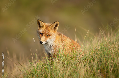 Close up of a red fox sitting in green grass © giedriius