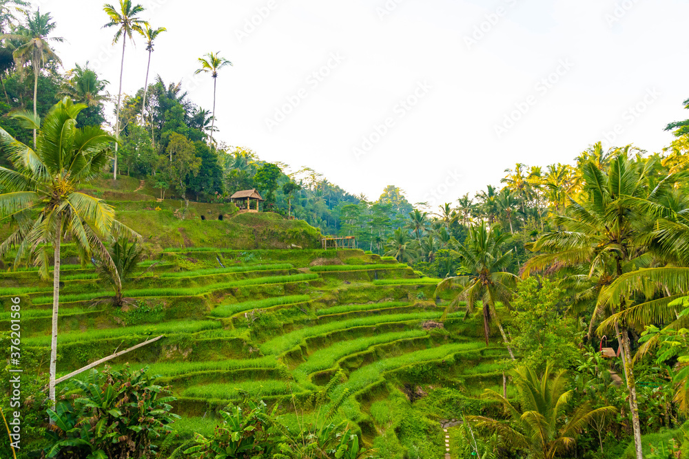 Tegalalang Rice Terrace in Bali.