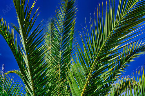 Palme und blauer Himmel