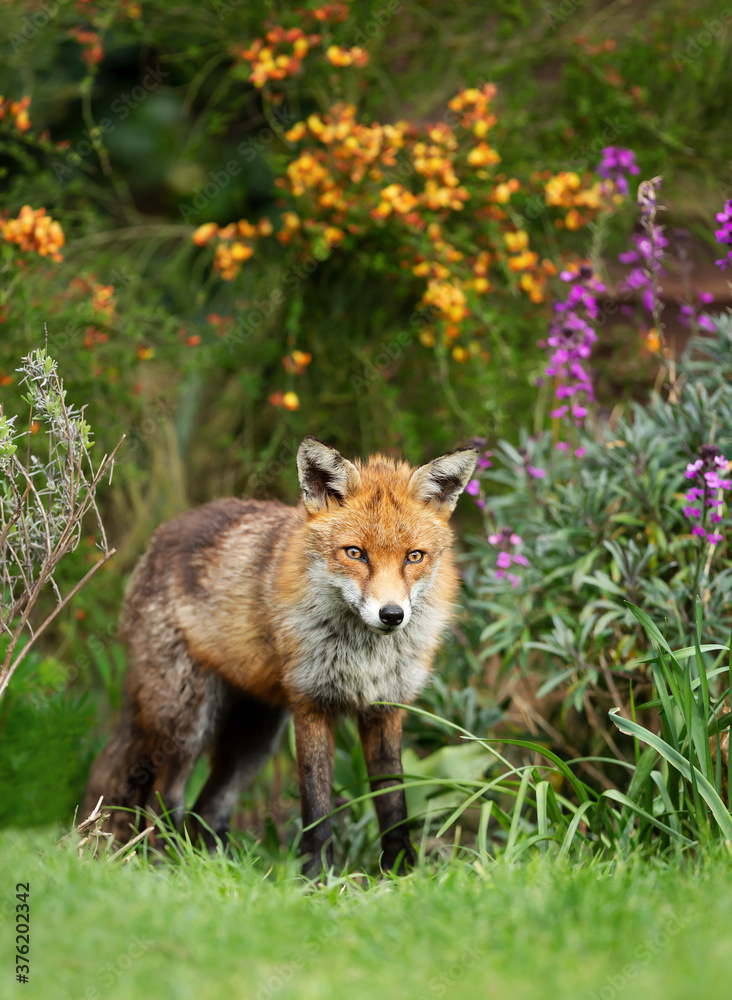 Red fox standing in garden flowers Red fox standing in garden flowers