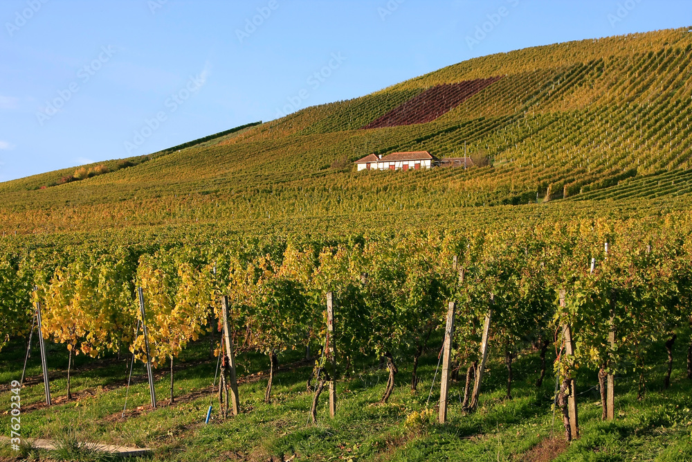 Weinberge im Weinland Wuerttemberg. Bottwartal, Wuerttemberg, Deutschland, Europa