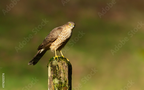 Eurasian Sparrowhawk perched on a mossy post