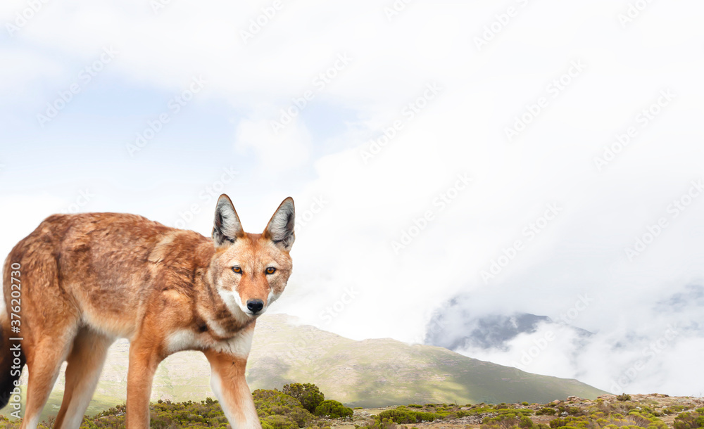 Rare and endangered Ethiopian wolf standing in the highlands of Bale mountains