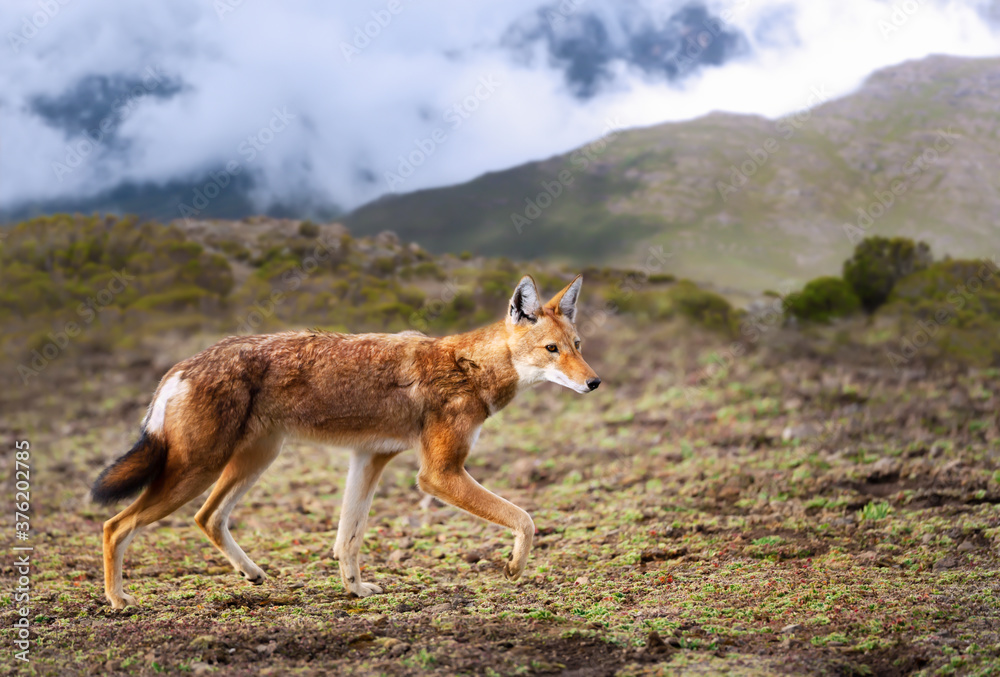 Obraz premium Rare and endangered Ethiopian wolf walking in the highlands of Bale mountains