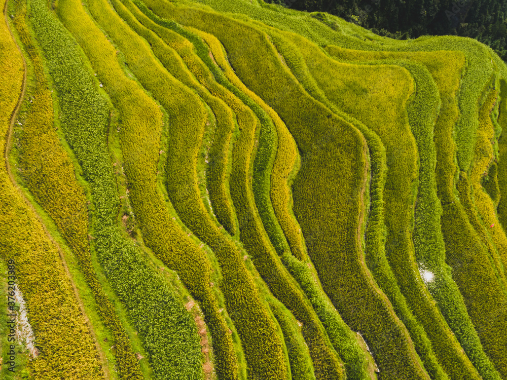 Beautiful terrace rice field in China