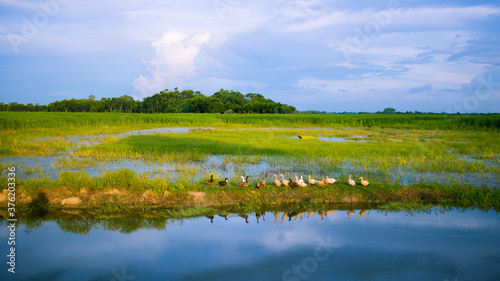 A Beautiful Image of the natural village fields landscape of Bengal. Row upon row of duck shades in blue water.