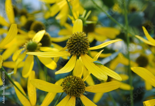 Close up of the yellow flowers of cutleaf coneflower (Rudbeckia laciniata), native to North America