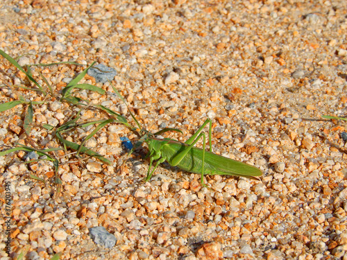 green grasshopper on a ground