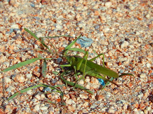 green grasshopper on a ground