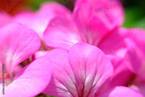Fototapeta Naklejka Na Ścianę i Meble -  blurry close up pink flower wallpaper background macro flower