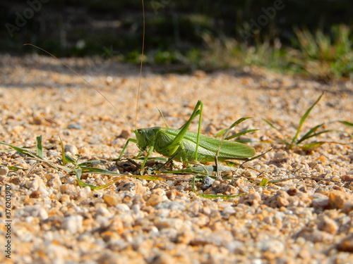 green grasshopper on the ground