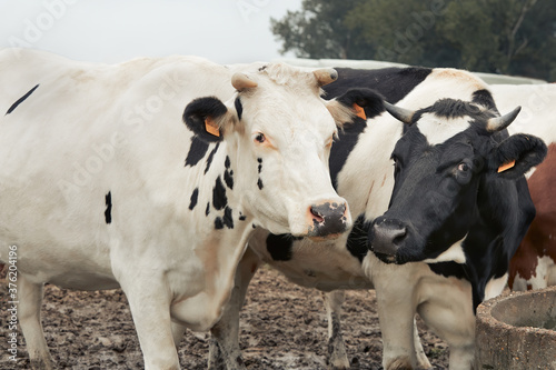 Portrait of two Belgian milk cows