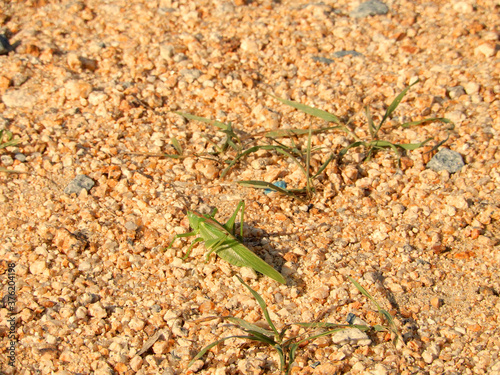 green grasshopper on a ground