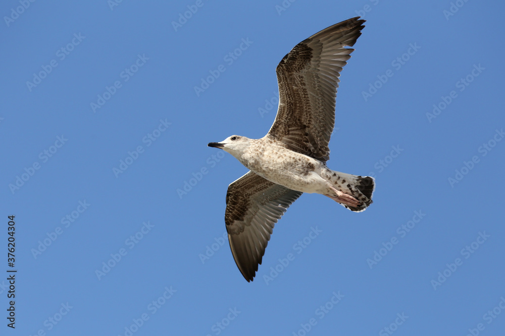 Obraz premium Seagull in low level flight against the blue sky