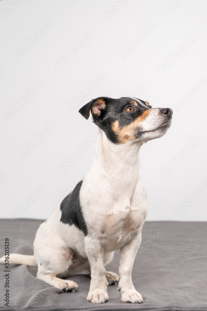 Young brown, black and white Jack Russell Terrier posing in a studio, the dog looks to the right, copy space