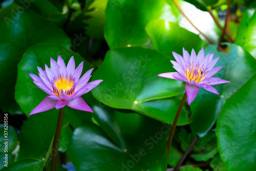 Purple lotus and green leaves.