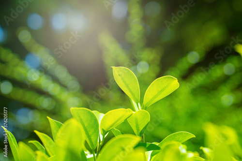 Fresh green leaf on blurred greenery background.   Natural green leaves bokeh background.