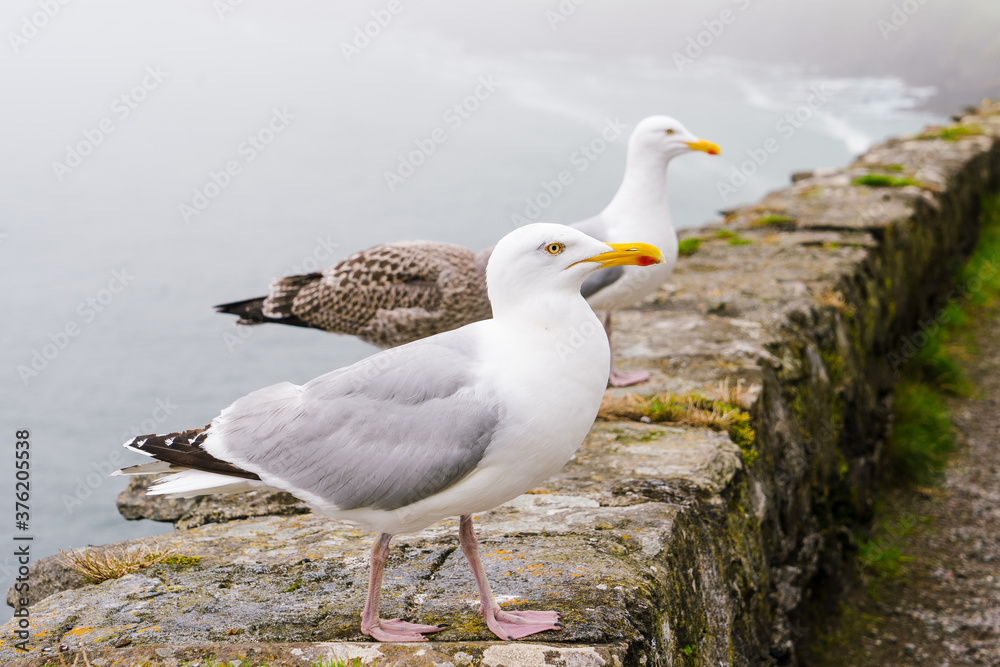 Herring gull seagulls standing on top of a wall on the side of the cliff. Herring gull seagulls standing on top of a wall on the side of the cliff.