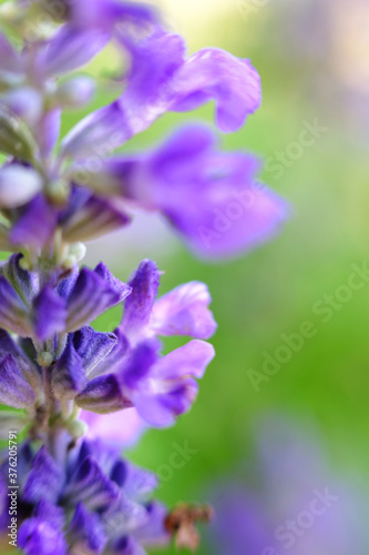 flowers in the garden