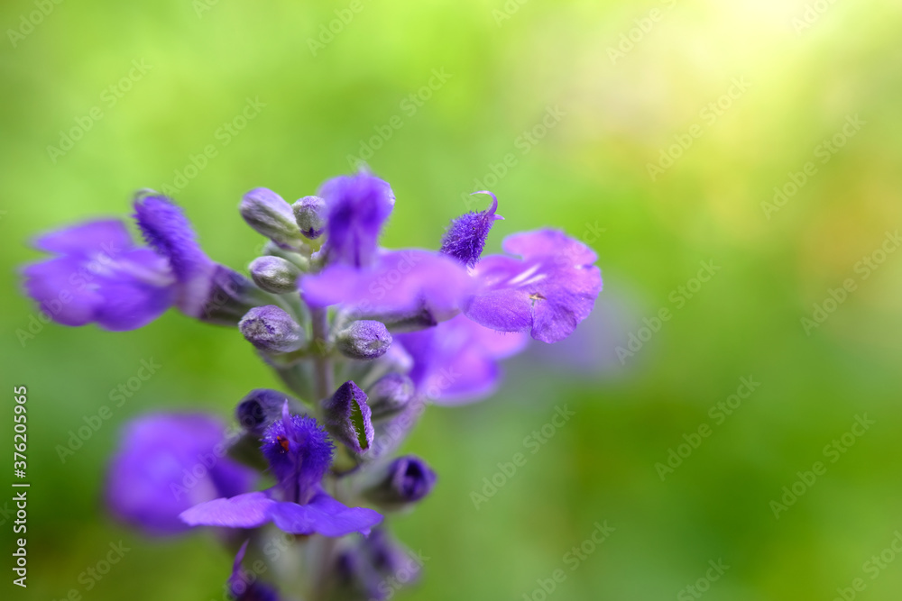beautiful blue flower wallpaper background, macro flower and defocused beautiful blue flower wallpaper background, macro flower and defocused