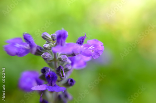 beautiful blue flower wallpaper background  macro flower and defocused