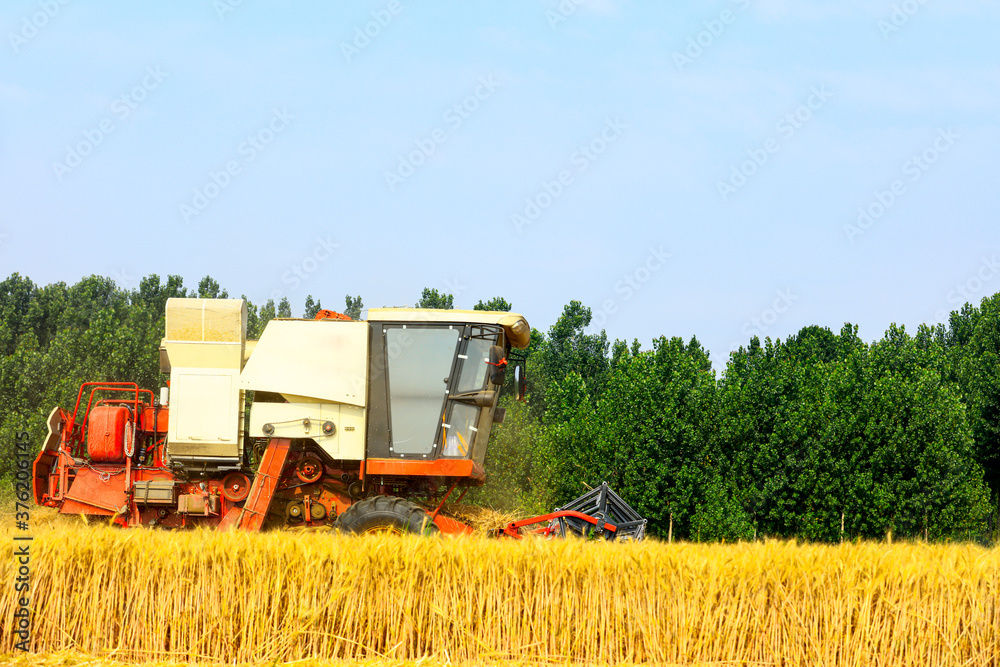 Fototapeta premium combine harvester working on a wheat field