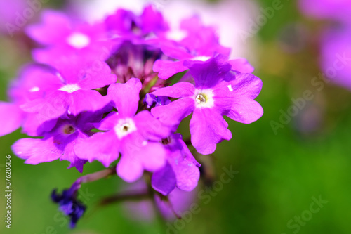 beautiful blue flower wallpaper background, macro flower and defocused