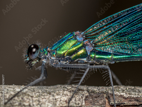 Amazing macro shot of a beautiful demoiselle on a branch photo
