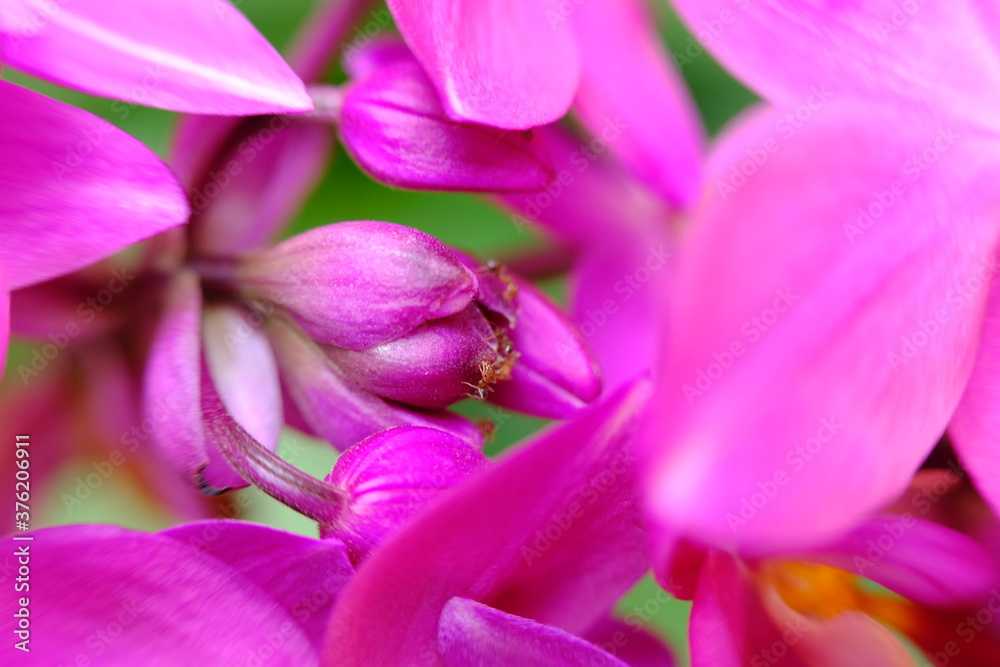 close up of a pink flower