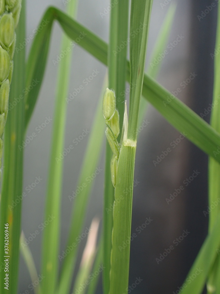 Fototapeta premium 開花直前の稲穂ー開花の日の朝の稲穂
