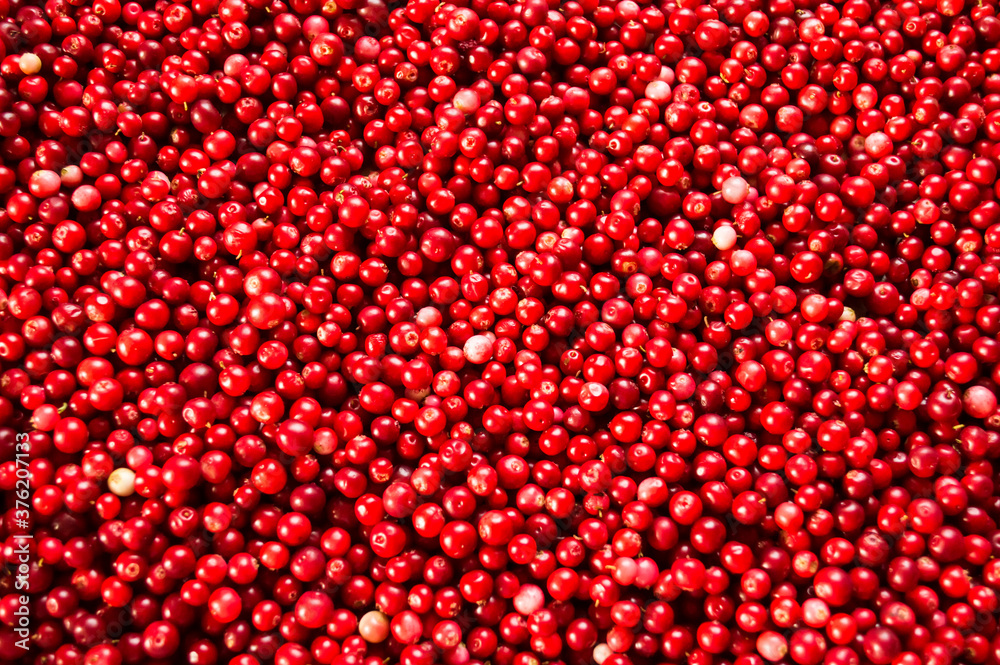Texture of ripe red berries lingonberry Texture of ripe red berries lingonberry