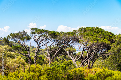 Huge South African trees in Kirstenbosch Botanical Garden, Cape Town.