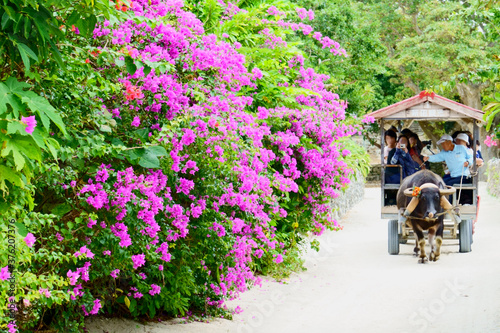 【沖縄県】 竹富島の水牛車 / 【Okinawa】Buffalo cart in Taketomi island