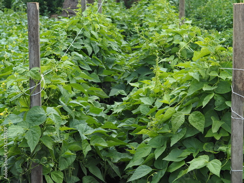 Botanical background. Beans growing in the garden. Leguminous plants are tied up so that they grow up.Beans of the legume family. photo