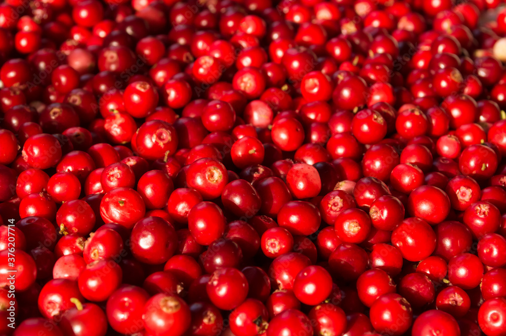 Texture of ripe red berries lingonberry Texture of ripe red berries lingonberry