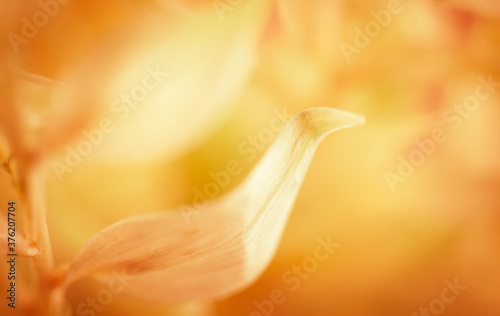 Autumn blurred nature background. Silhouettes of plants against sunset backgr...