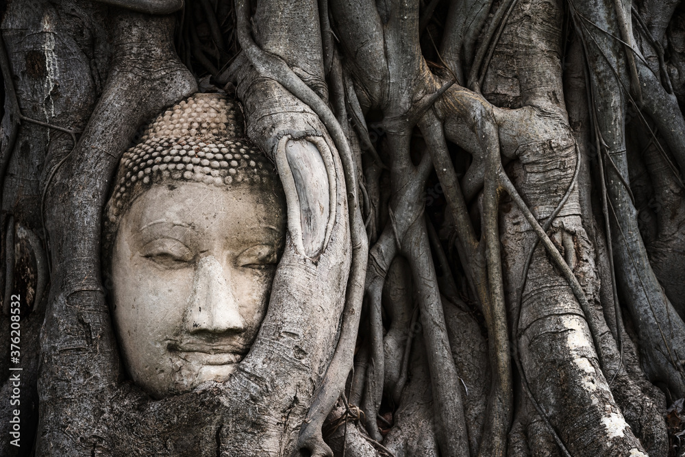 Buddha head in Bodhi tree root at Mahathat temple