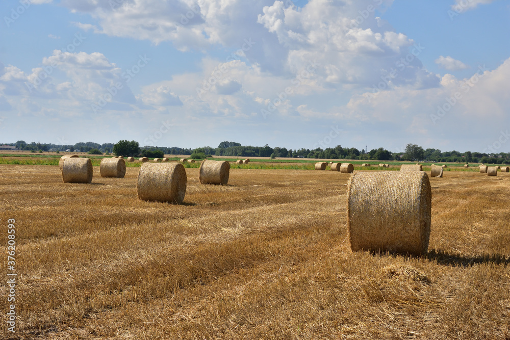 Bales of straw after harvest in stubble under a blue sky and white clouds.