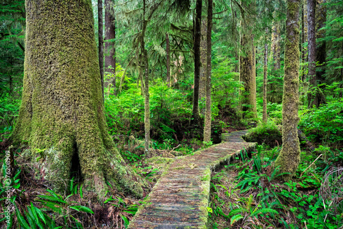 Wooden walkway surrounded by greenery in the Carmanah Walbran Provincial Park, Canada photo